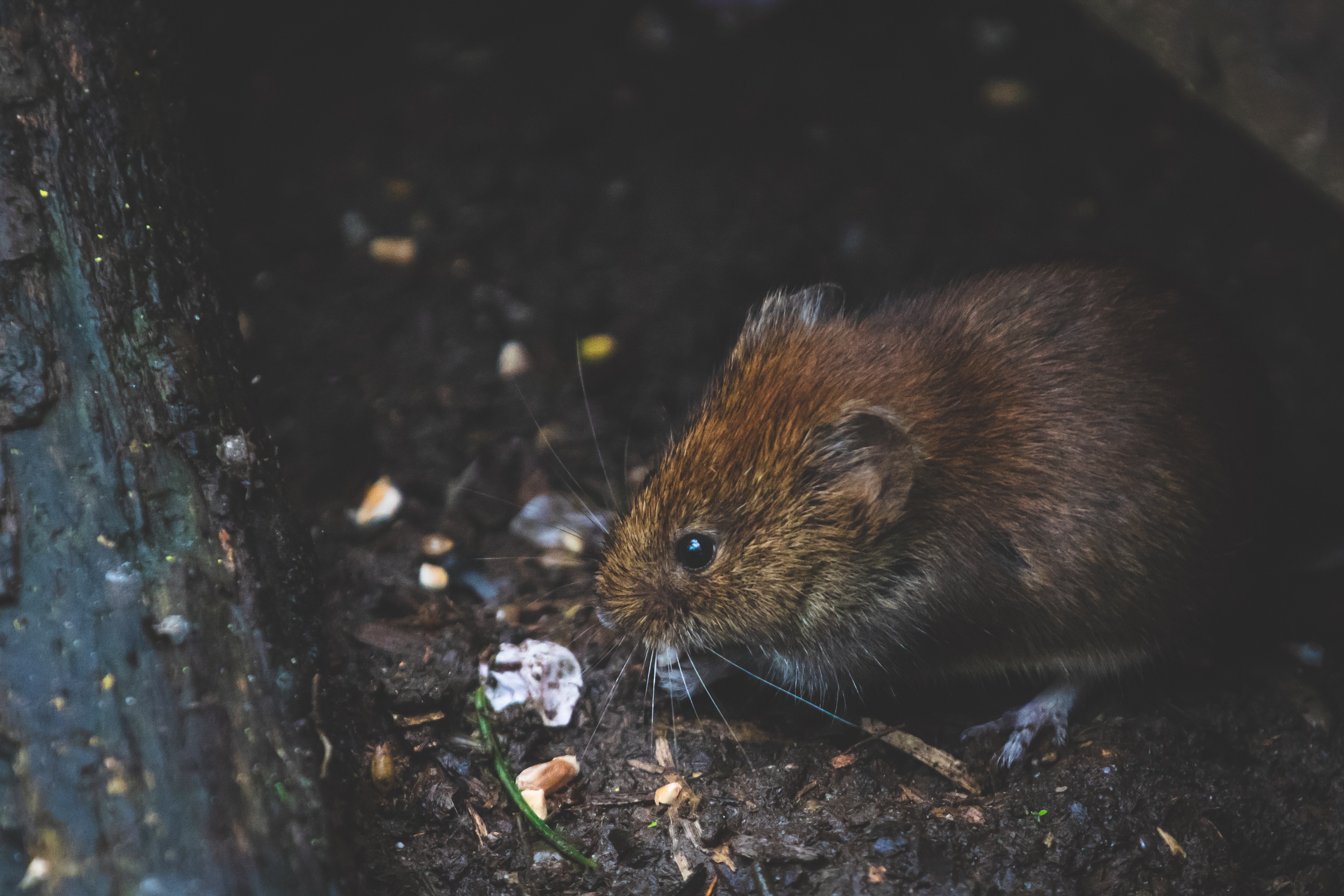 dirty rat