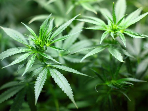marijuana